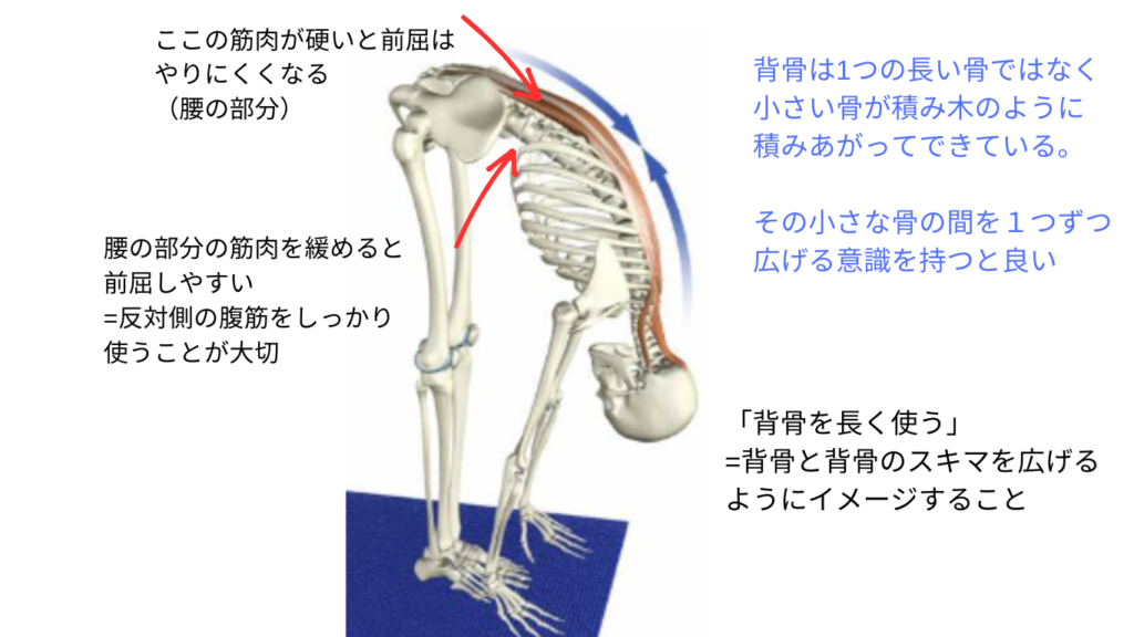 前屈しているときの骨と筋肉の状態
