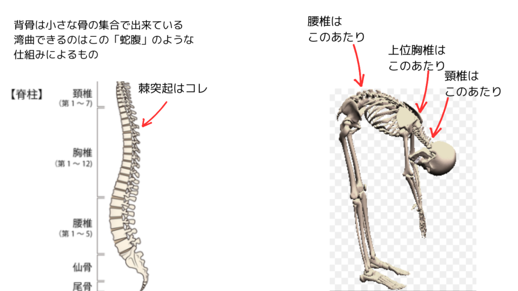 背骨の棘突起とは？