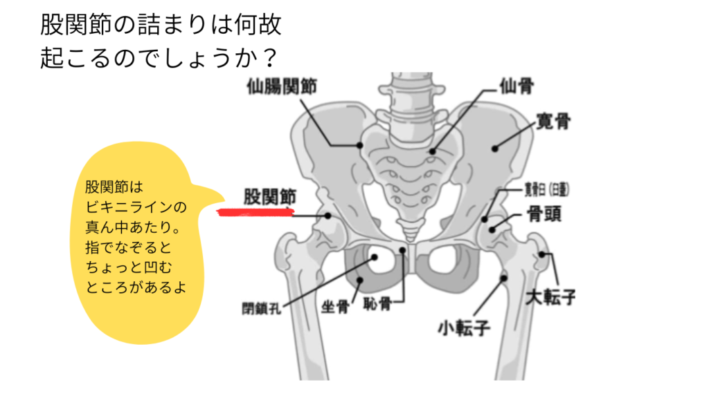 股関節と骨盤の図解（パーソナルピラティス＆ヨガsmile）