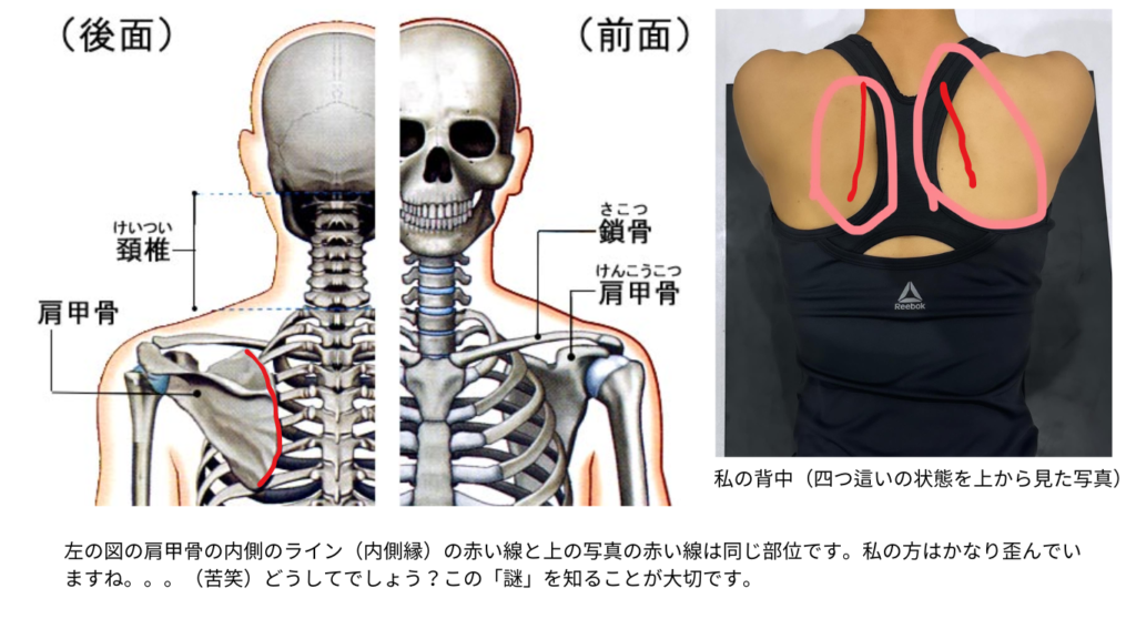 四つ這いの背中で見る肩甲骨の位置