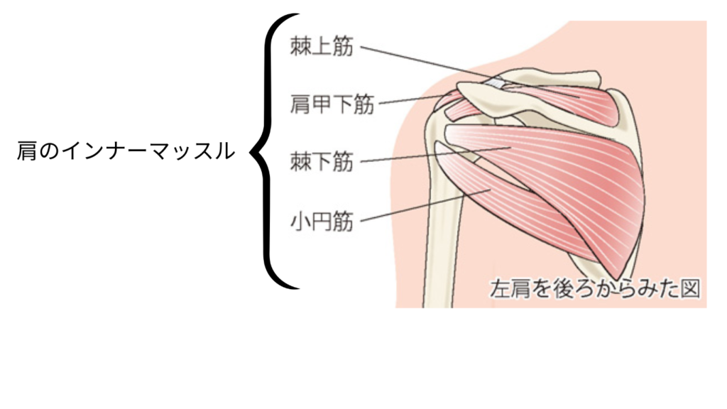 肩のインナーマッスルの図