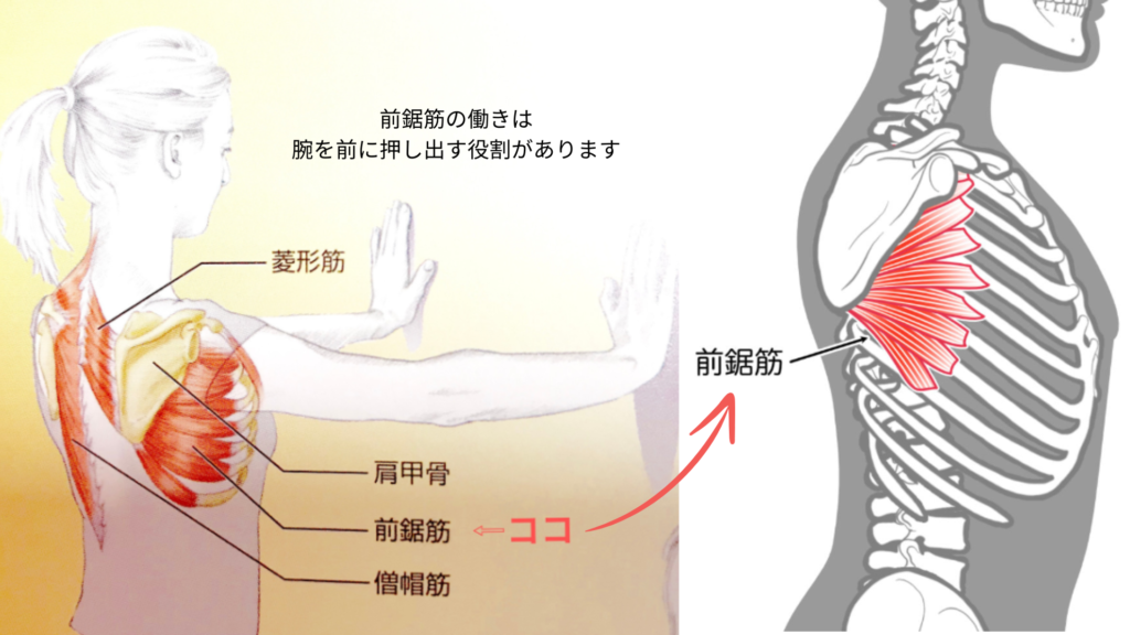 前鋸筋の場所と働き（パーソナルピラティス＆ヨガsmile）