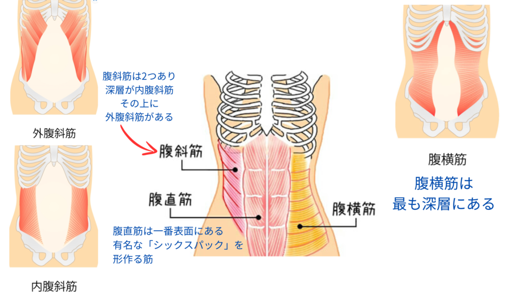 お腹のインナーマッスルの図解（パーソナルピラティス＆ヨガsmile）