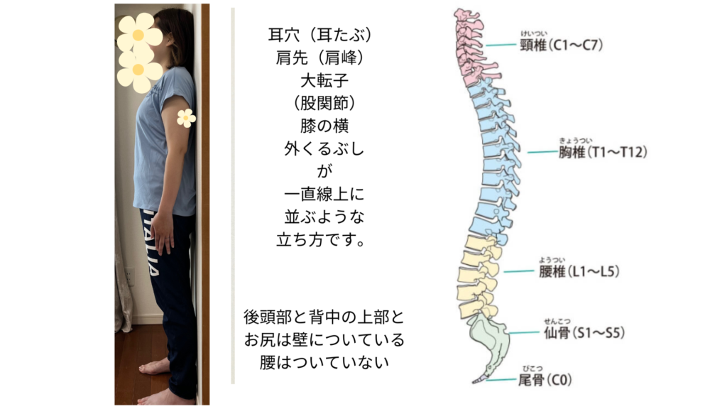 背骨の正しい形状の説明と姿勢