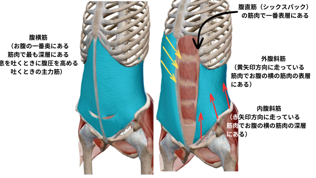 腹横筋と内外腹斜筋（パーソナルピラティス＆ヨガsmile）