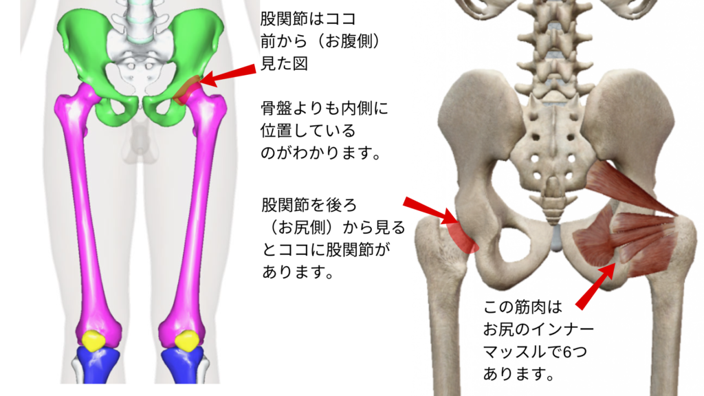 股関節と深層外旋六筋