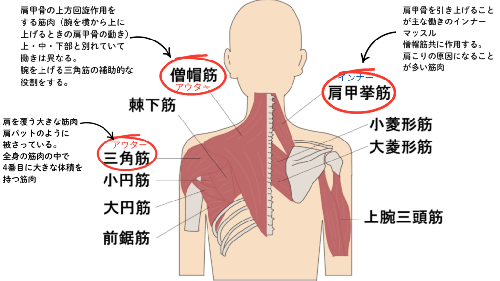 肩の動きに関係する筋肉の説明：パーソナルピラティス＆ヨガsmile